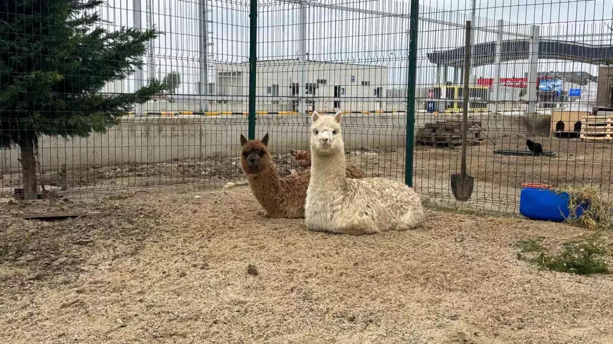 İpsala Sınır Kapısında Kaçak Alpaka ve 67 Kanatlı Hayvanın Tutuklanması