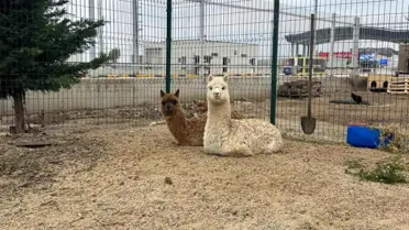 Ele geçirilen kaçak hayvanların fotoğrafı