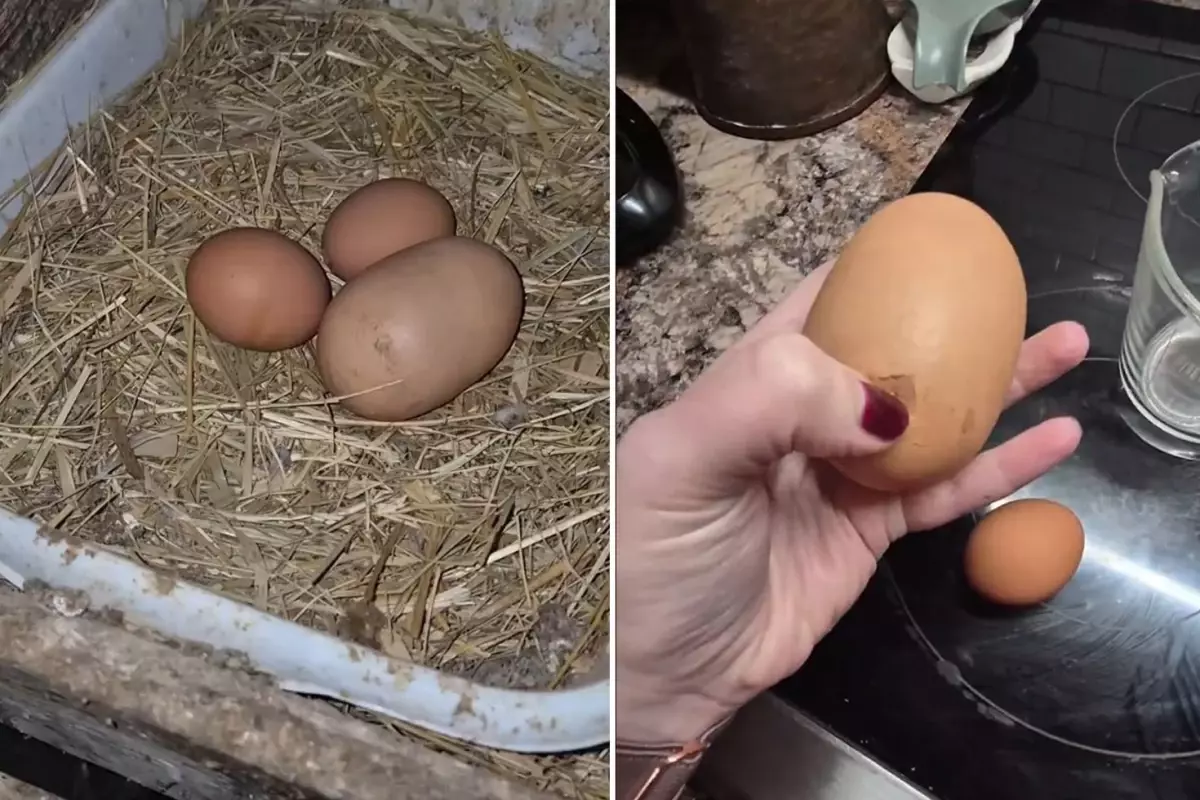 Gizemli Görünümlü Yumurtayı Kıran Kadının Şaşırtıcı Karşılaşması