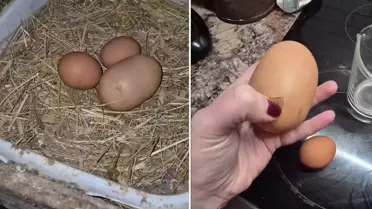 Kırılmış gizemli yumurta