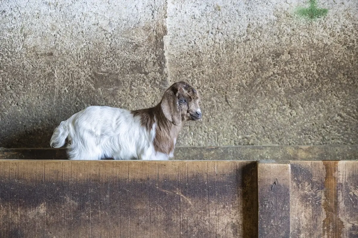Ovacık’ta Besiciler, Doğum Zamanı Oğlak ve Kuzu Bakımını 7/24 Gözetliyor