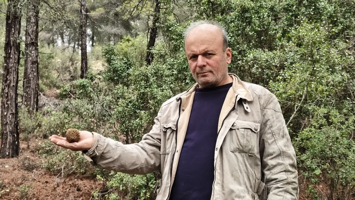 Burdur Bucak’ta Kuzugöbeği Mantarları Hasadı Başladı