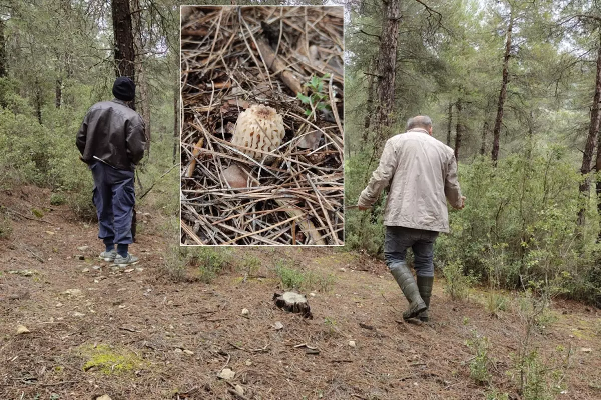 Bucak’ın Kuzu Göbeği Mantarı: Dağlarda Altın Değeri Kazanıyor