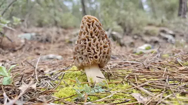 Dağda mantar toplama anı