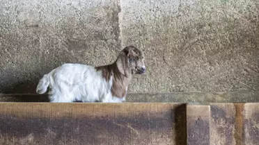 Ovacık’ta Besiciler, Doğum Zamanı Oğlak ve Kuzu Bakımını 7/24 Gözetliyor