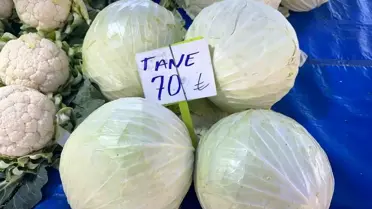 Lahana tarlasında hasat