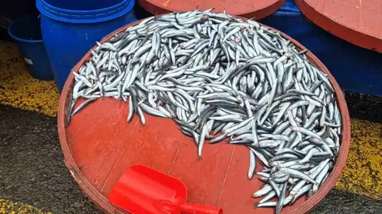 Pazarda yükselen hamsi fiyatları