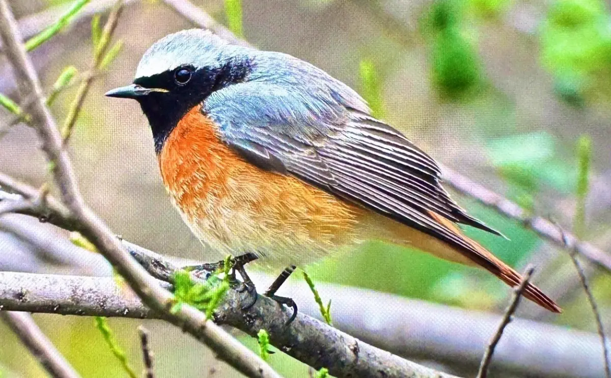 Antalya’da Göçmen Kuşların Renkli Göçü: 3 Günde 103 Tür Fotoğraflandı