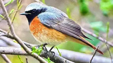 Antalya’da göçmen kuş çeşitliliği