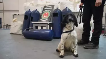 Narkotik köpekleriyle yapılan tarama