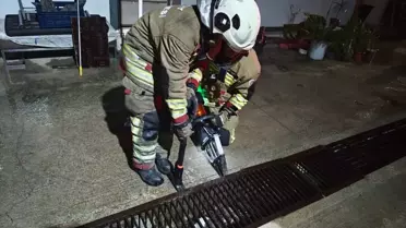 Kurtarma sonrası anne kedi ve yavrular