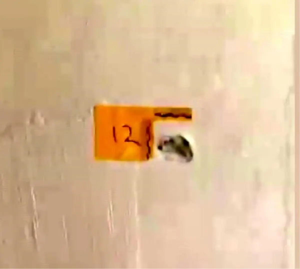 Adana’da Polis Kılığına Giren Silahlı Saldırganlar Anne ve Oğlunu Vurdu