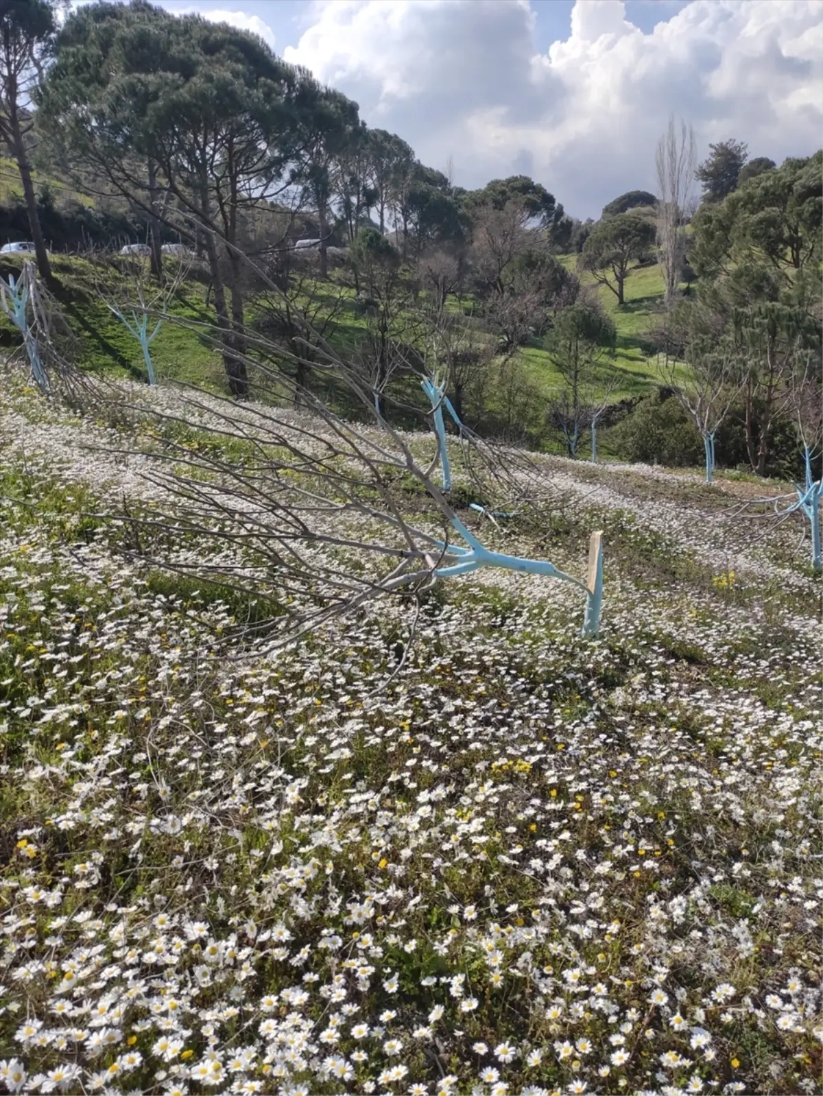 Koçarlı’da Zeytin ve İncir Ağaçları Tahrip Edildi: Jandarma Soruşturma Başlattı
