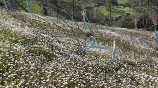 Zeytin ve incir ağaçlarının tahrip anı
