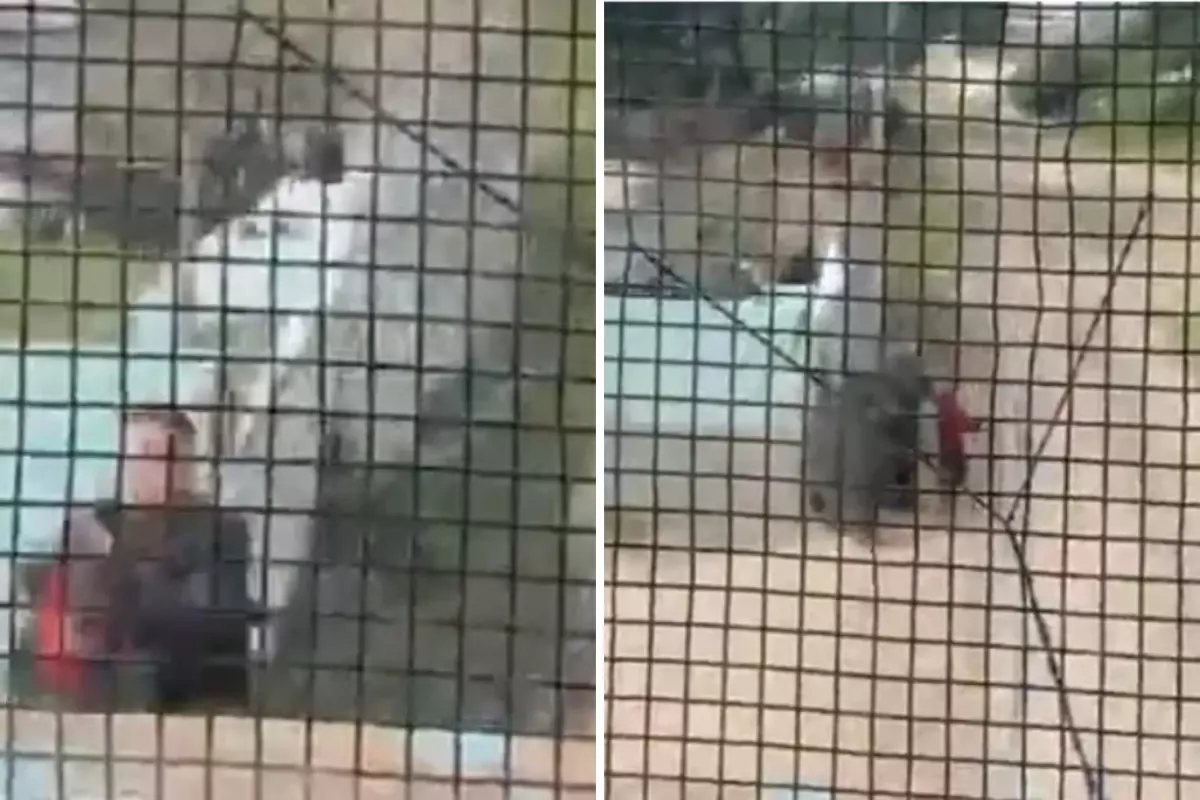 Polis Memuru Çocuğu Son Anda Kurtardı: Arjantin'de Raylarda Gerilim Dolu Anlar