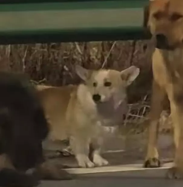 Köpeklerin varış noktasındaki görüntü