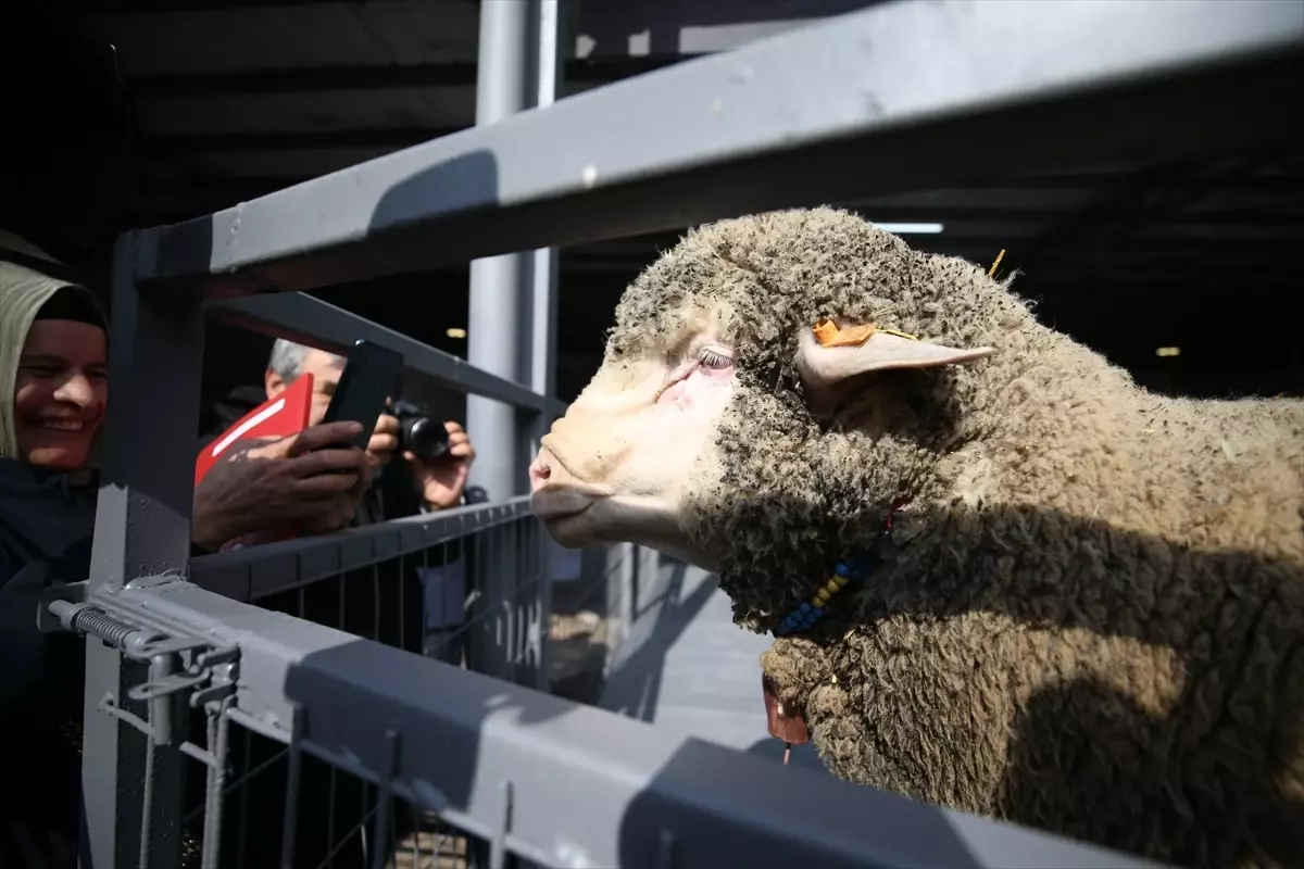 Bandırma’da Damızlık Koç Rekoru 1,11 Milyon Liraya Kırdı