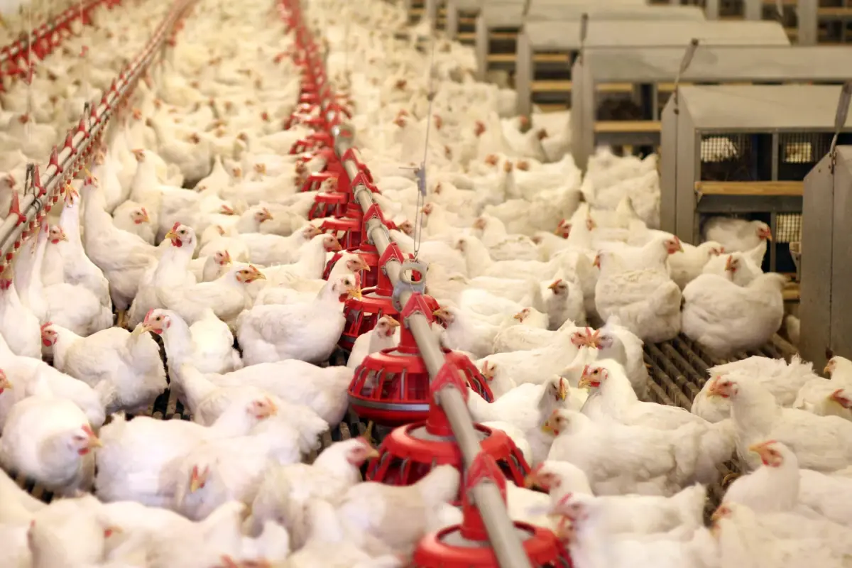 40 Yıllık ‘Lades’ Markası, 42 Milyon TL Değerindeki İcra Satışıyla Göz Kamaştırdı