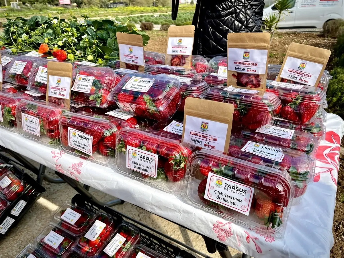 Tarsus’ta Topraksız Tarım Çilekleri Hasat Edildi