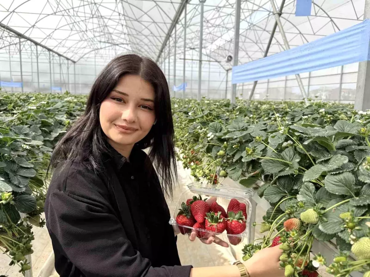 Tarsus’ta Topraksız Tarımda İlk Çilek Hasadı Gerçekleşti
