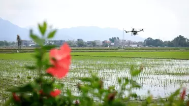 Akıllı tahıl tarlası