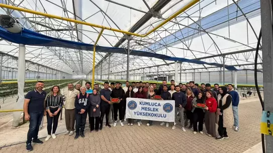 Topraksız çilek yetiştirme sisteminin fotoğrafı