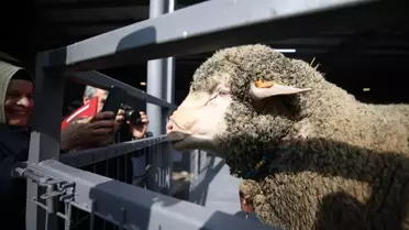 Rekor fiyatla satılan damızlık koç