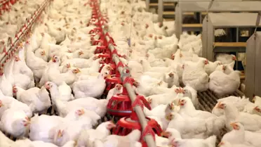 40 Yıllık ‘Lades’ Markası, 42 Milyon TL Değerindeki İcra Satışıyla Göz Kamaştırdı