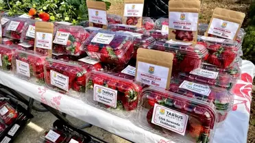 Topraksız tarım sisteminde çilekler