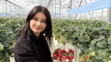 Hasat edilen çilekler