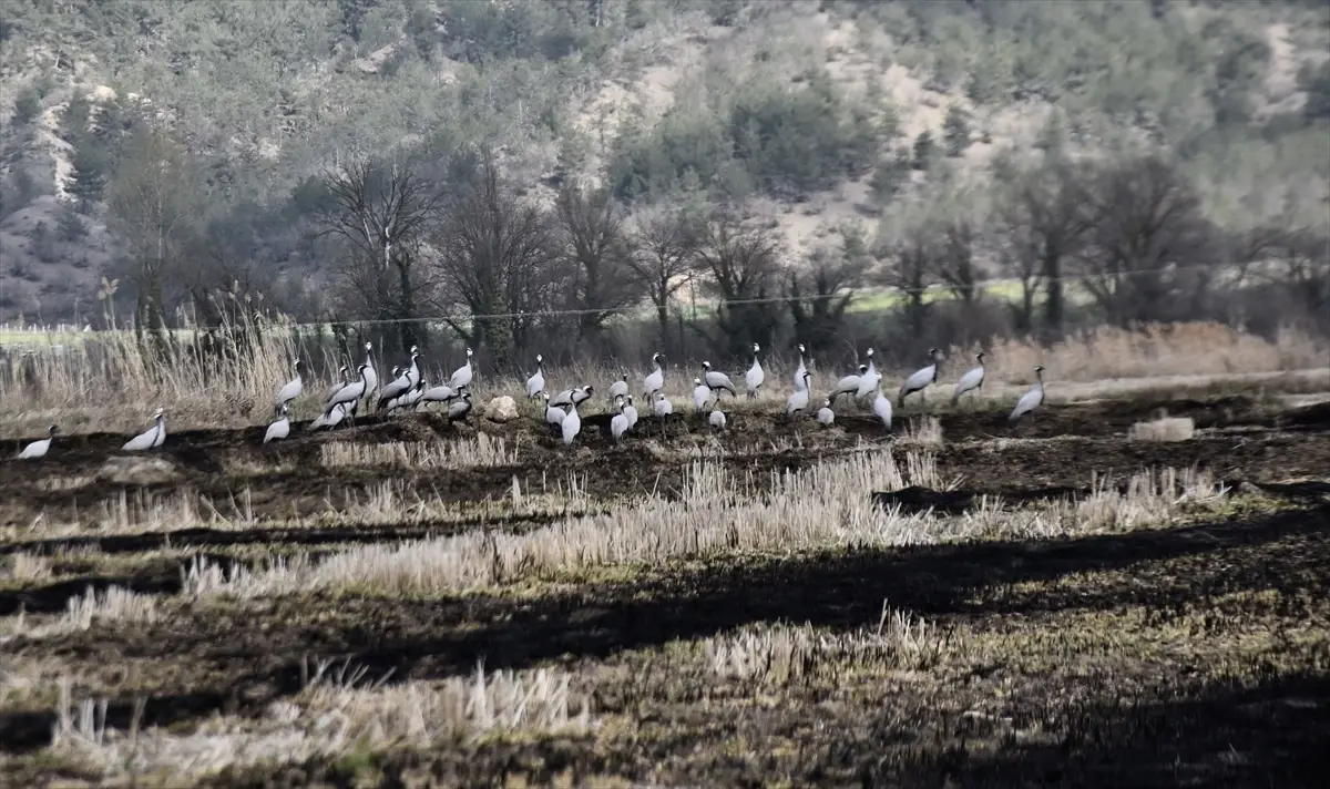 Cuma Ovası’nda Göçmen Turnaların Beslenme Mücadelesi