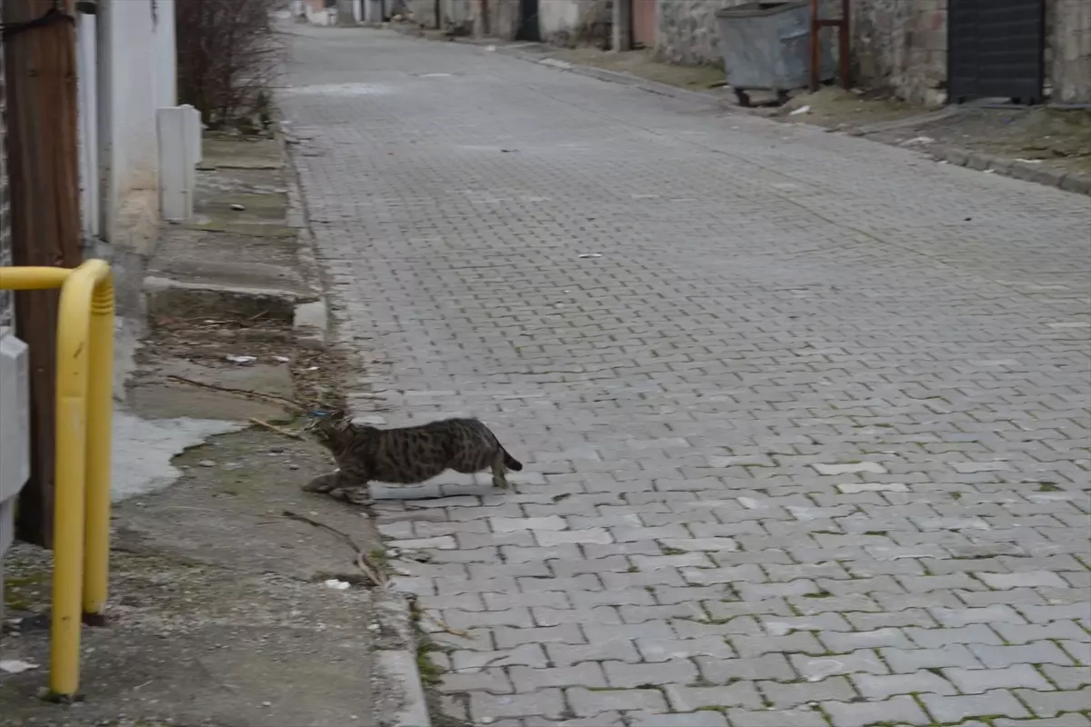 Samsun’da Çatıdaki Kedi, İtfaiye Ekiplerinin Hızlı Müdahalesiyle Kurtarıldı