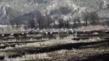 Göçmen turnaların Cuma Ovası'na varışı