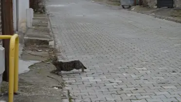 Kurtarılan kedi çatıdan aşağıya indirilirken