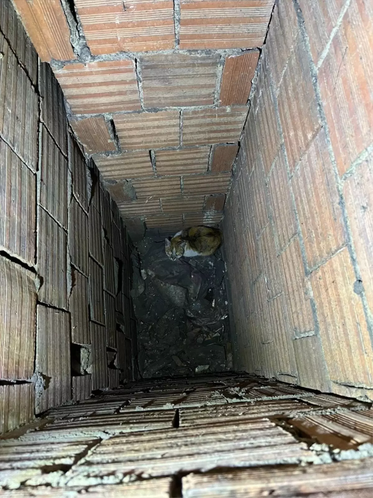 Erzincan'da İtfaiye Ekibi Havalandırma Boşluğundaki Kediyi Hayata Döndürdü