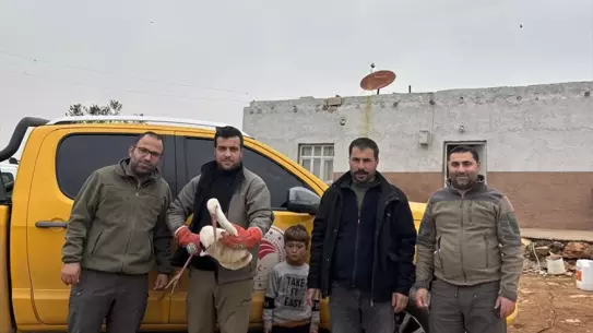 Tedavi altındaki leylek