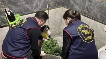 Hatay’da ev içinde kenevir yetiştiren kişiler