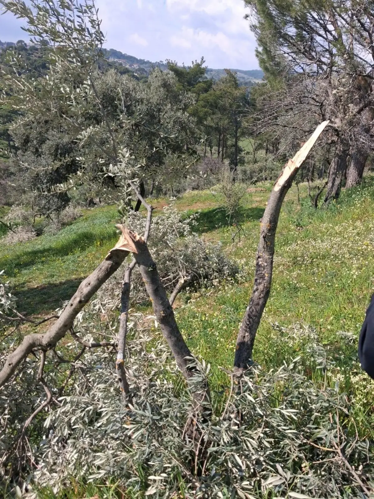 Koçarlı’da 700’ün Üzerindeki İncir ve Zeytin Ağaçları Kesildi