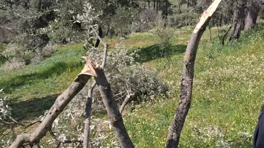 Koçarlı’da kesilen ağaçların ana fotoğrafı