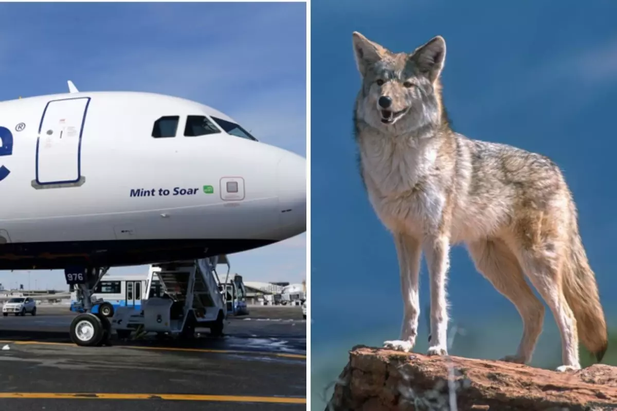 JetBlue Uçağı Kalkışta Kuşla Çarpıştı, Acil İnişle Güvenli Şekilde İniş Yaptı