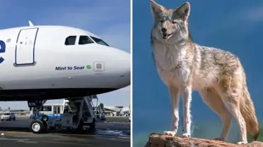 JetBlue Uçağı Kalkışta Kuşla Çarpıştı, Acil İnişle Güvenli Şekilde İniş Yaptı