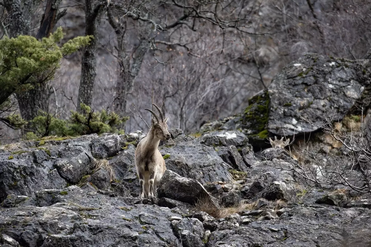 Munzur Vadisi Milli Parkı’nda Yaban Hayatı Canlanıyor: Yeni Gözlemler ve Koruma Çabaları