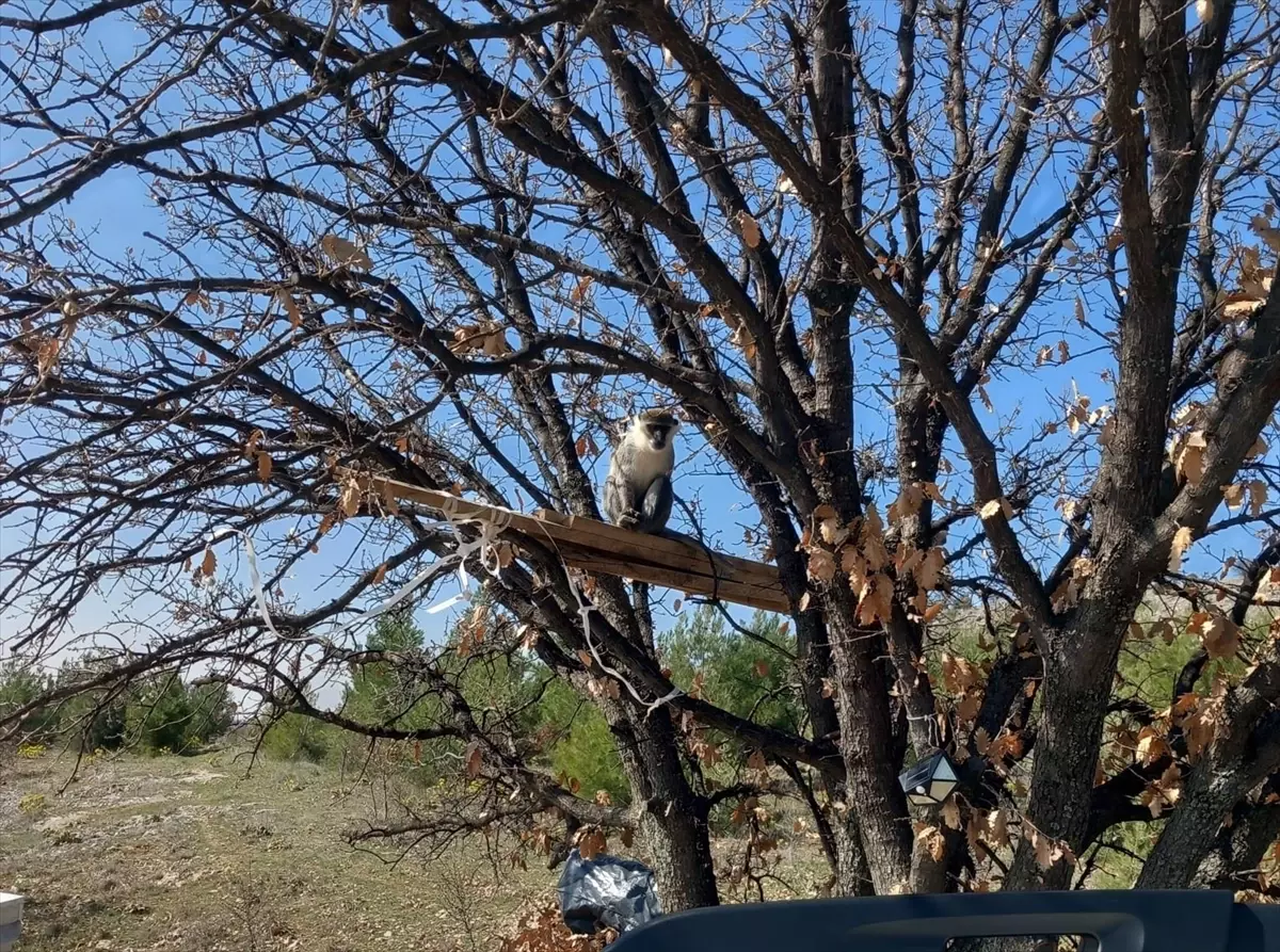 Çivril'de Tarla İşçileri Yabani Maymunları Keşfetti