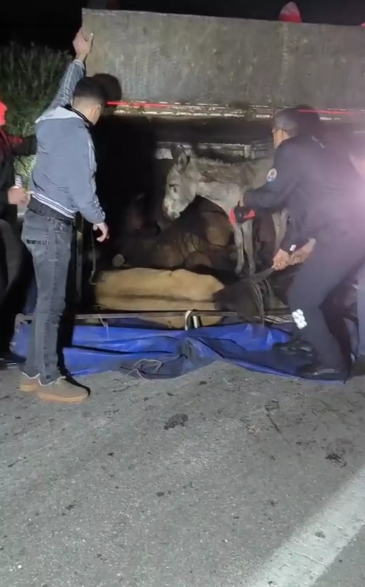 Adana’da Kamyonet Kazası: Kasadan Sıçrayan Eşekler Yaralandı