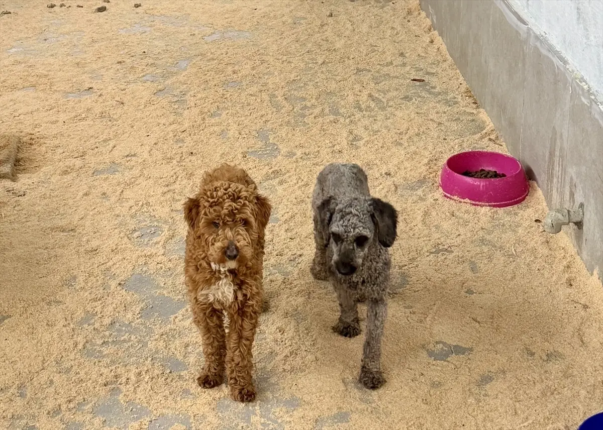 Edirne’de 88 Sokak Köpeği Güvenli Yuva Buldu