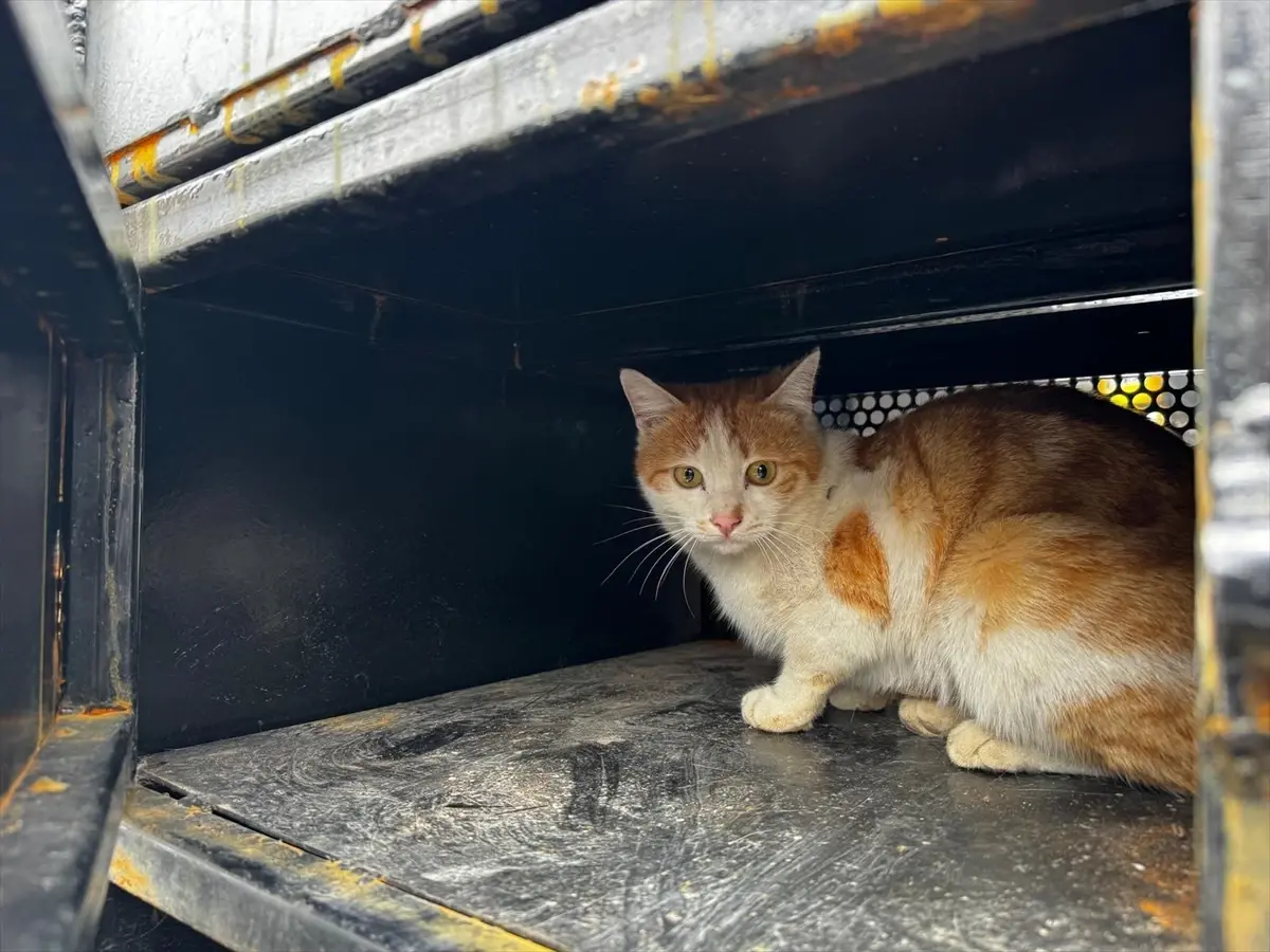 Elazığ Üniversitesi Mahallesi'nde Yaralı Kedi Belediye Veterinerine Teslim Edildi