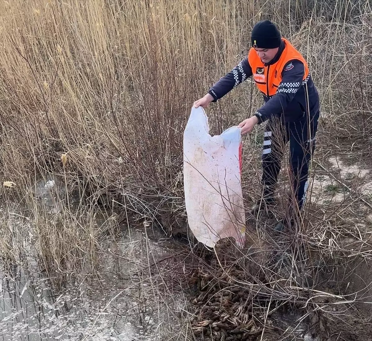 Kırşehir'de Kaçak Balık Avcılığı Operasyonu: Jandarma 50 kg Kerevit Ele Geçirdi