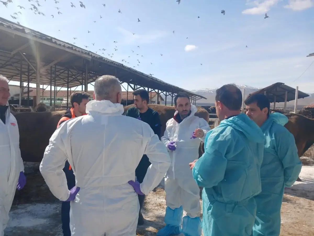 Malatya’nın Akçadağ İlçesinde 450 Büyükbaş Hayvana Şap Hastalığı Karantinası Uygulandı