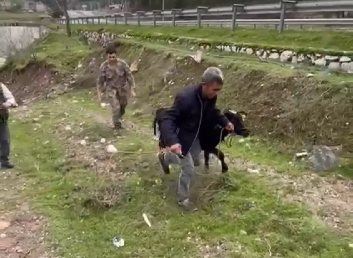 Siirt’te Polis Memuru Kaçan Buzağıyı Derede Yakalamayı Başardı