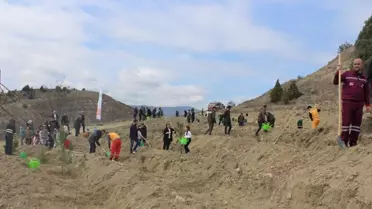 Boyabat'ta dikilen fidanlar